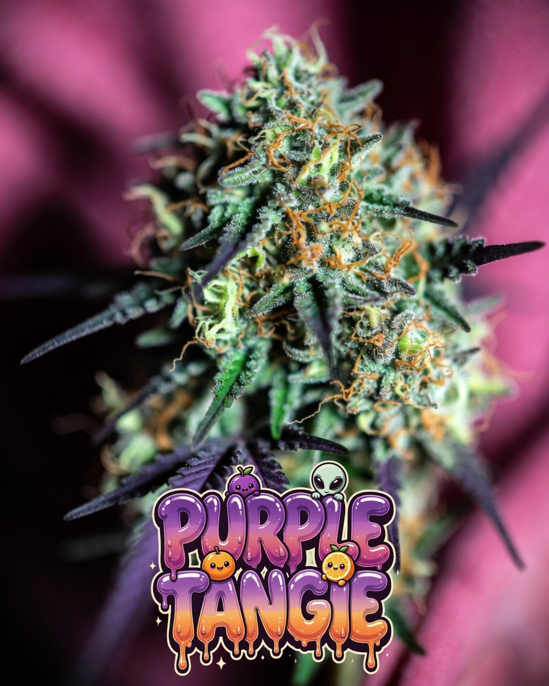 Purple Tangie Cannabis Seeds by Supernatural Seeds