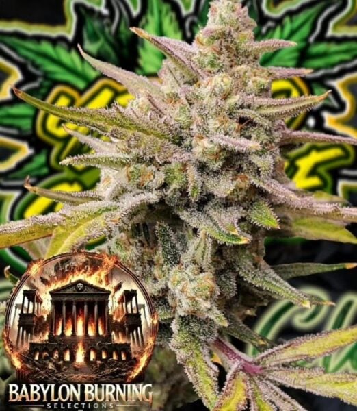 Scarlet Z's F1 Auto by Babylon Burning Selections