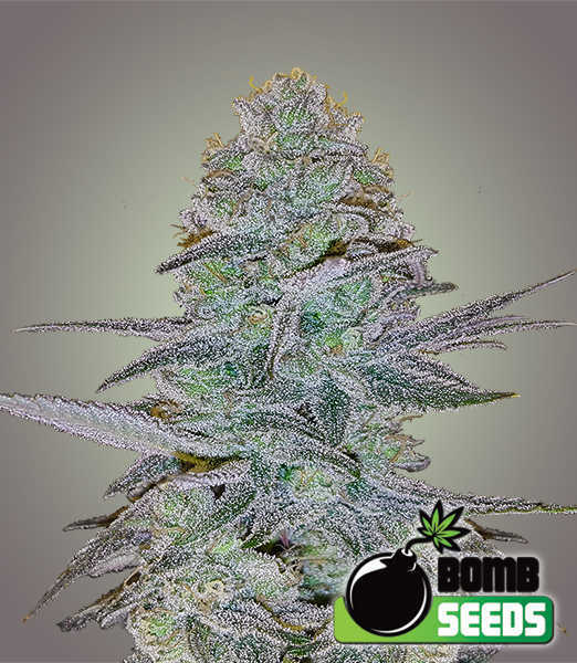 Bomb Seeds > Cosmic Bomb Auto