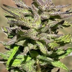 Lamb's Breath Seeds > Irie Select