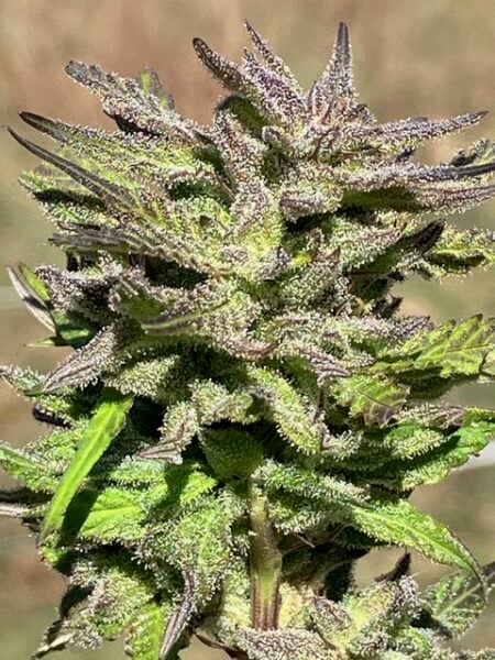 Lamb's Breath Seeds > Irie Select