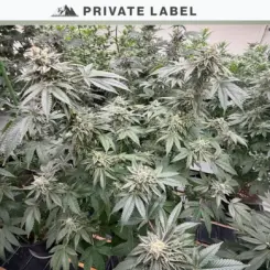 Private Label > Electric Feelz Cannabis Seeds