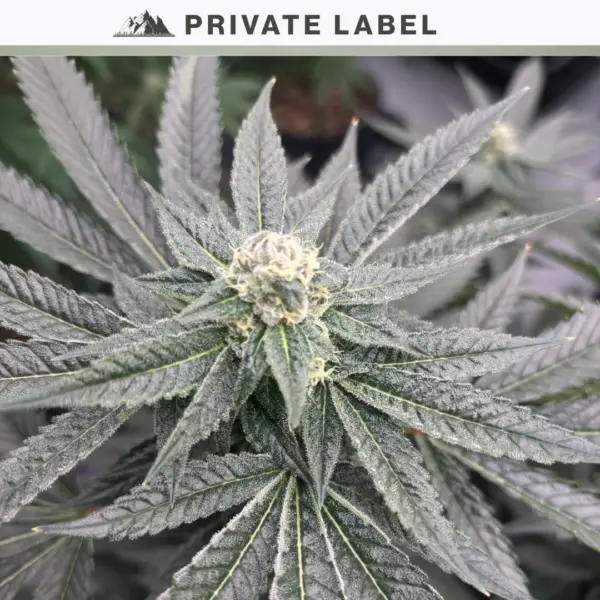 zilly string cannabis seeds by private label