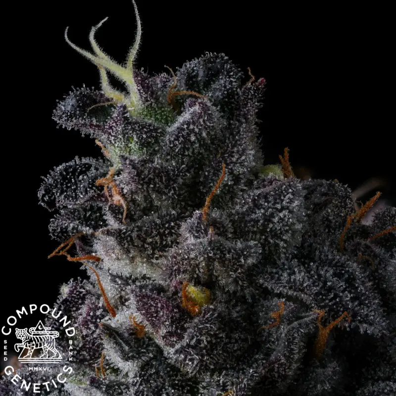 bullz eye cannabis seeds by compound genetics