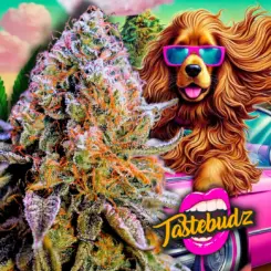 Cookie Dawg by Tastebudz