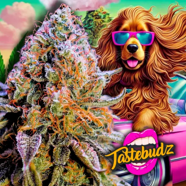 Cookie Dawg by Tastebudz