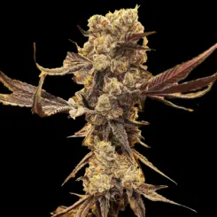 Dip N Stax Cannabis Seeds by Ethos Genetics