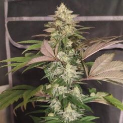 Ace Seeds > Erdpurt x PCK