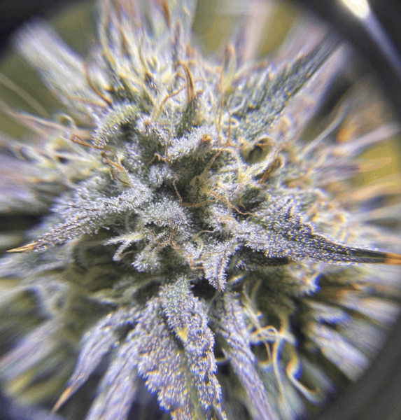 Pocket Sand Auto Cannabis Seeds by Night Owl Seeds