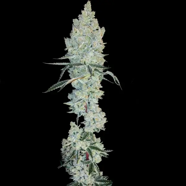 Lemon Cherry Pie R1 Cannabis Seeds by Ethos Genetics