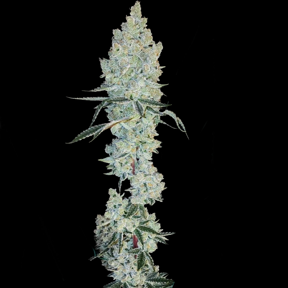 Lemon-cherry-pie-r1-cannabis-seeds-by-ethos-genetics1 Lemon Cherry Pie R1 Cannabis Seeds by Ethos Genetics