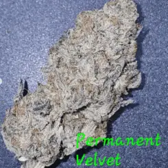 Permanent Velvet Cannabis Seeds by In House Genetics