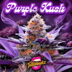 Purple Kush cannabis seeds by Tastebudz