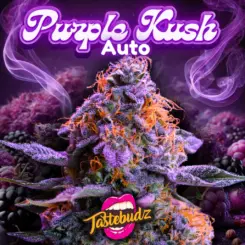 Purple Kush Auto cannabis seeds by Tastebudz