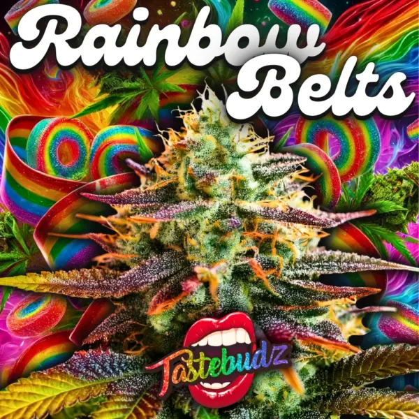 Rainbow Belts cannabis seeds by Tastebudz