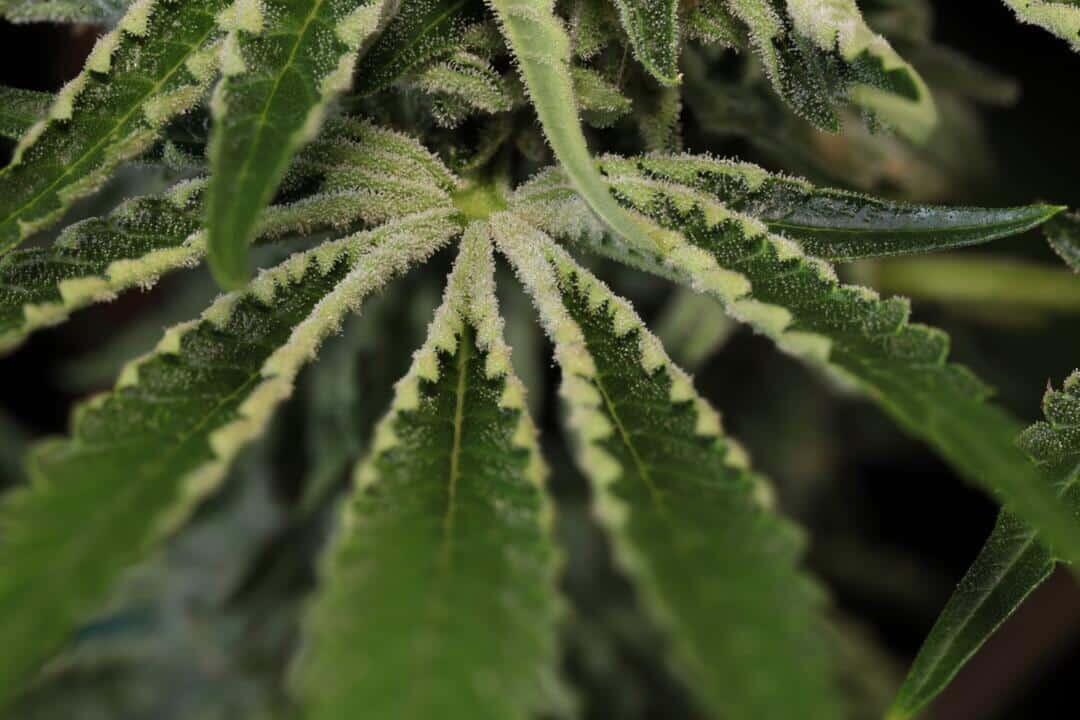 Snow-G F4 Cannabis Seeds by Twenty20 Mendocino