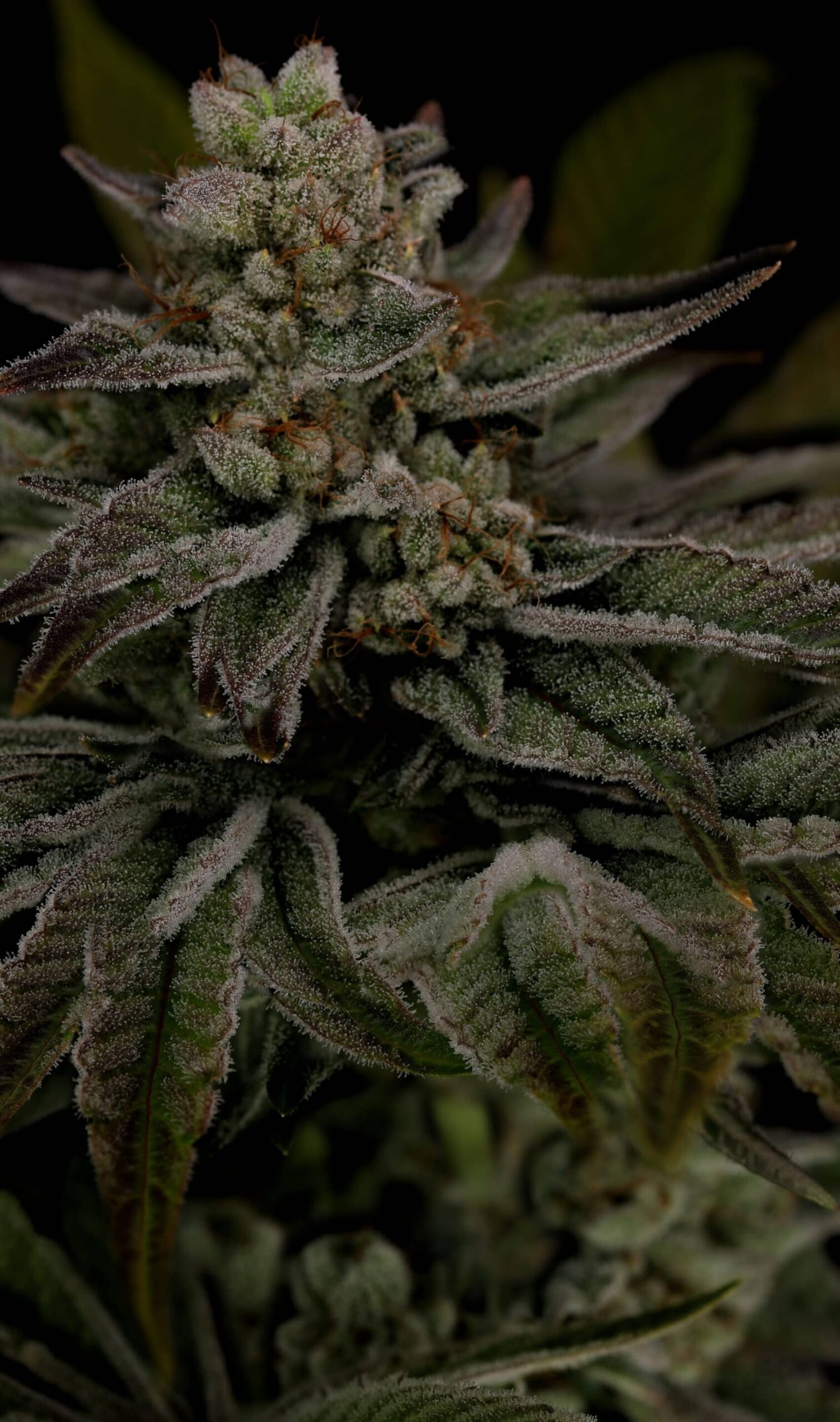 Snow-G F4 Cannabis Seeds by Twenty20 Mendocino