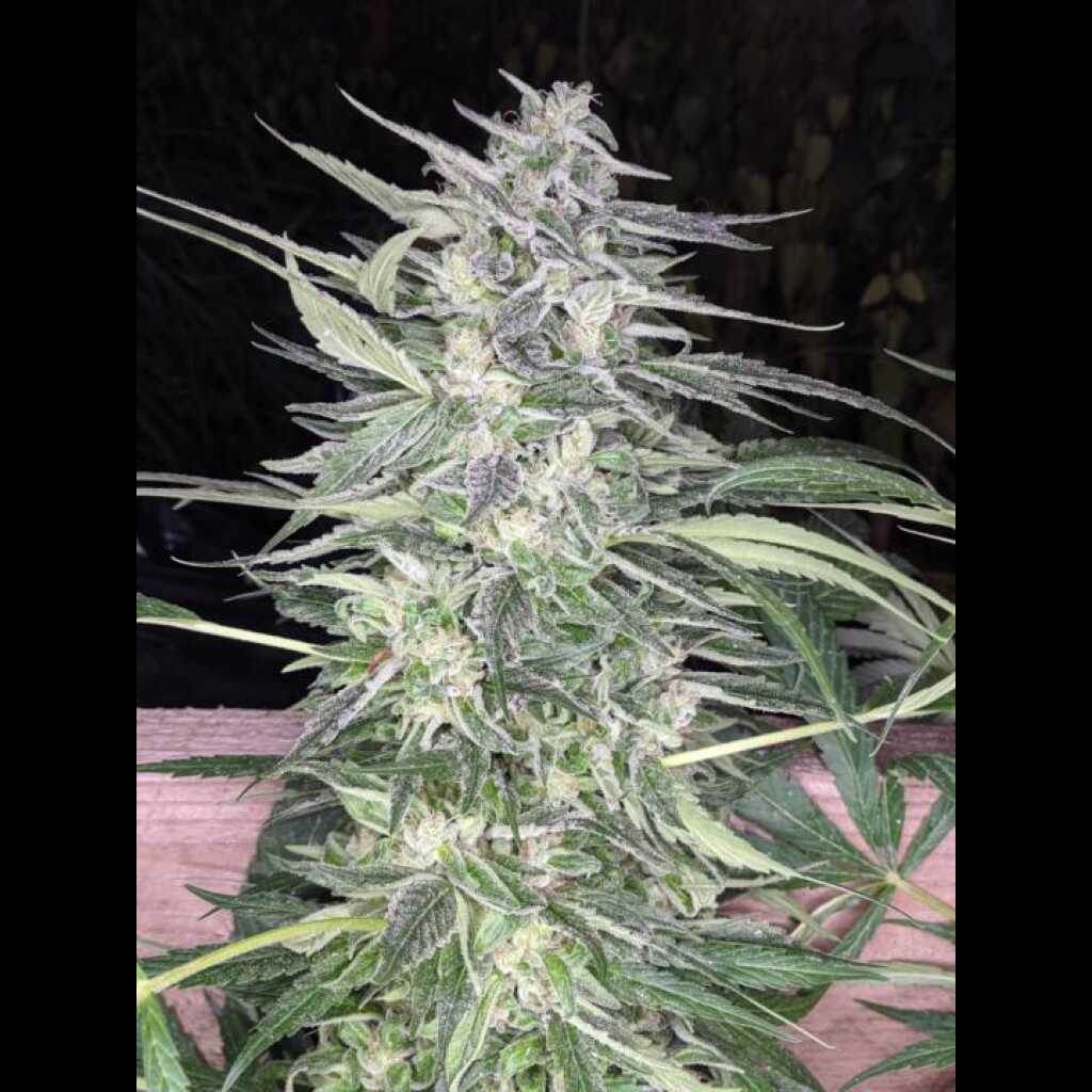 Snow-G F4 Cannabis Seeds by Twenty20 Mendocino