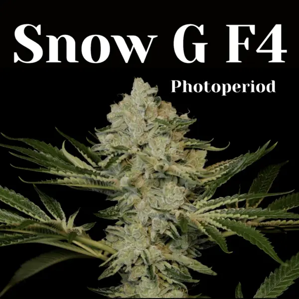 Snow-G F4 Cannabis Seeds by Twenty20 Mendocino