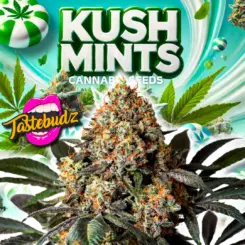 Kush Mints cannabis seeds by Tastebudz