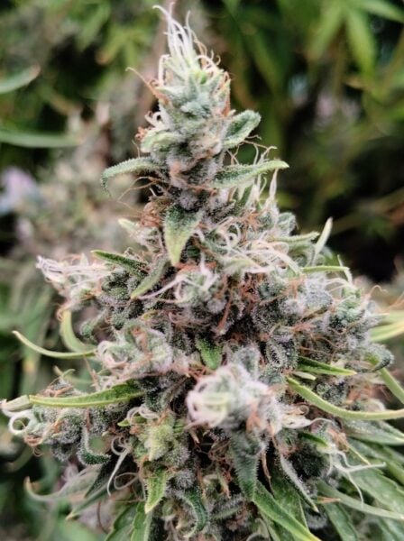 Ace Seeds > African Gas