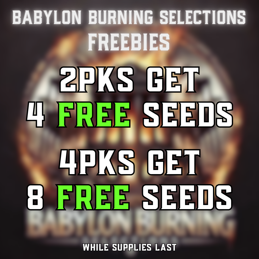 Babylon Burning Selections cannabis seeds