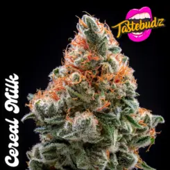 Cereal Milk cannabis seeds by Tastebudz