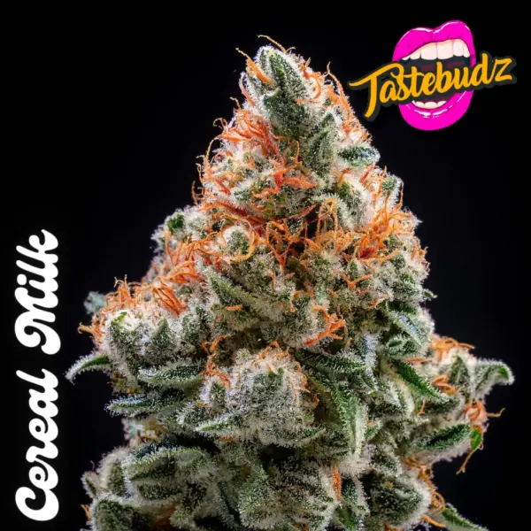 Cereal Milk cannabis seeds by Tastebudz