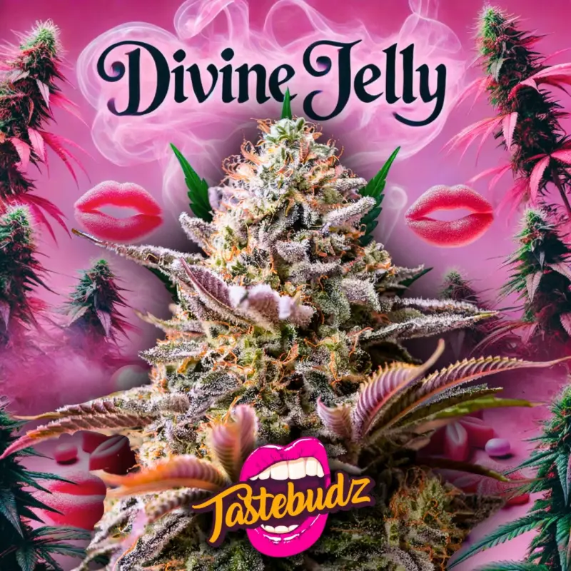 Divine Jelly cannabis seeds by Tastebudz