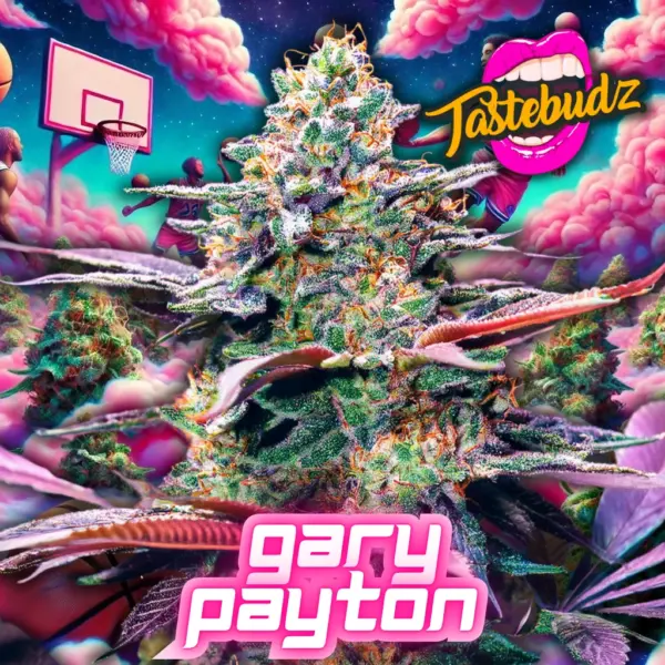 Gary Payton cannabis seeds by Tastebudz