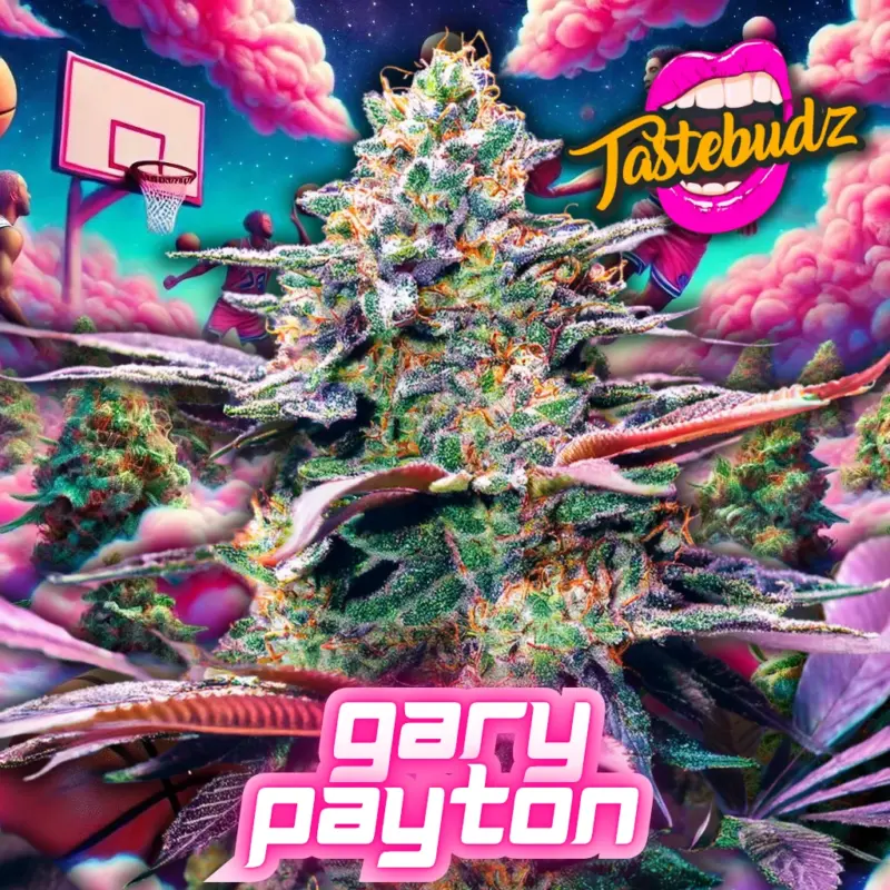 Gary Payton cannabis seeds by Tastebudz