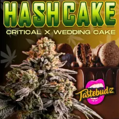 Hash Cake cannabis seeds by Tastebudz