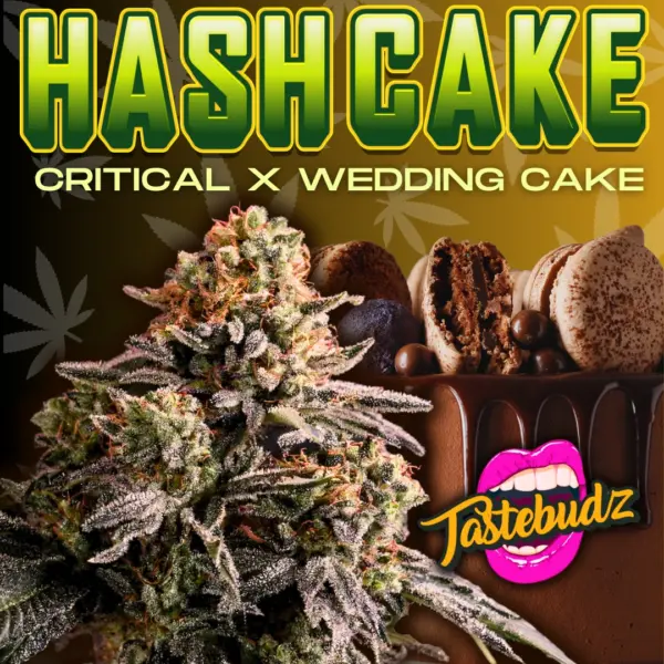 Hash Cake cannabis seeds by Tastebudz