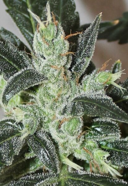 Ace Seeds > Kalidonia