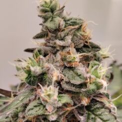 Ace Seeds > Kashmir