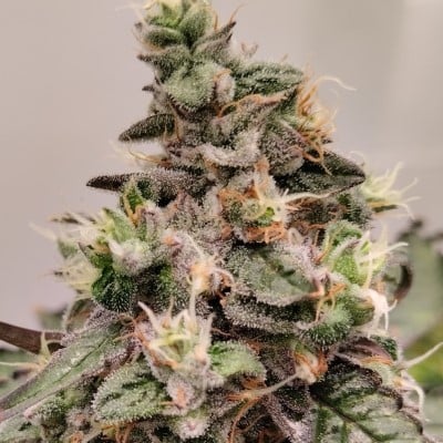 Ace Seeds > Kashmir