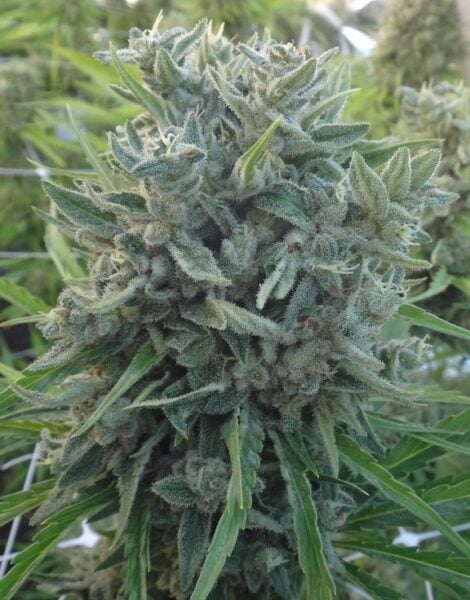 Ace Seeds > Killer A5 Haze