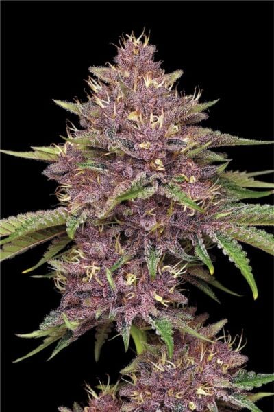 Humboldt Seed Co > Pumps