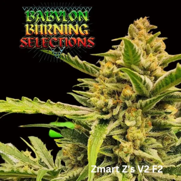 Babylon Burning Selections > Zmart Z's Auto