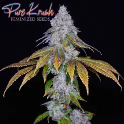 pure krush cannabis seeds by romulan genetics