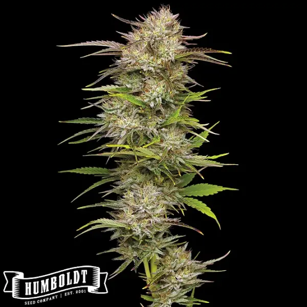 california haze by humboldt seed co