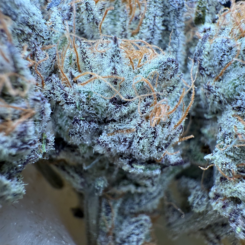 Purple Caper Seeds > Papayas and Raspberries