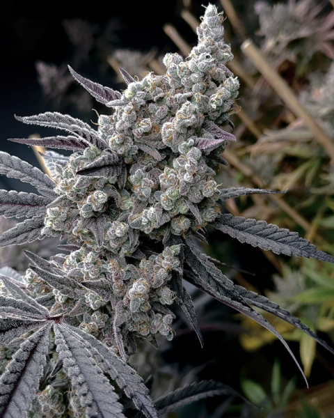 Solfire Gardens > Pineapple Pucker