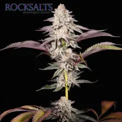 Rocksalts F1 Cannabis Seeds by Romulan Genetics