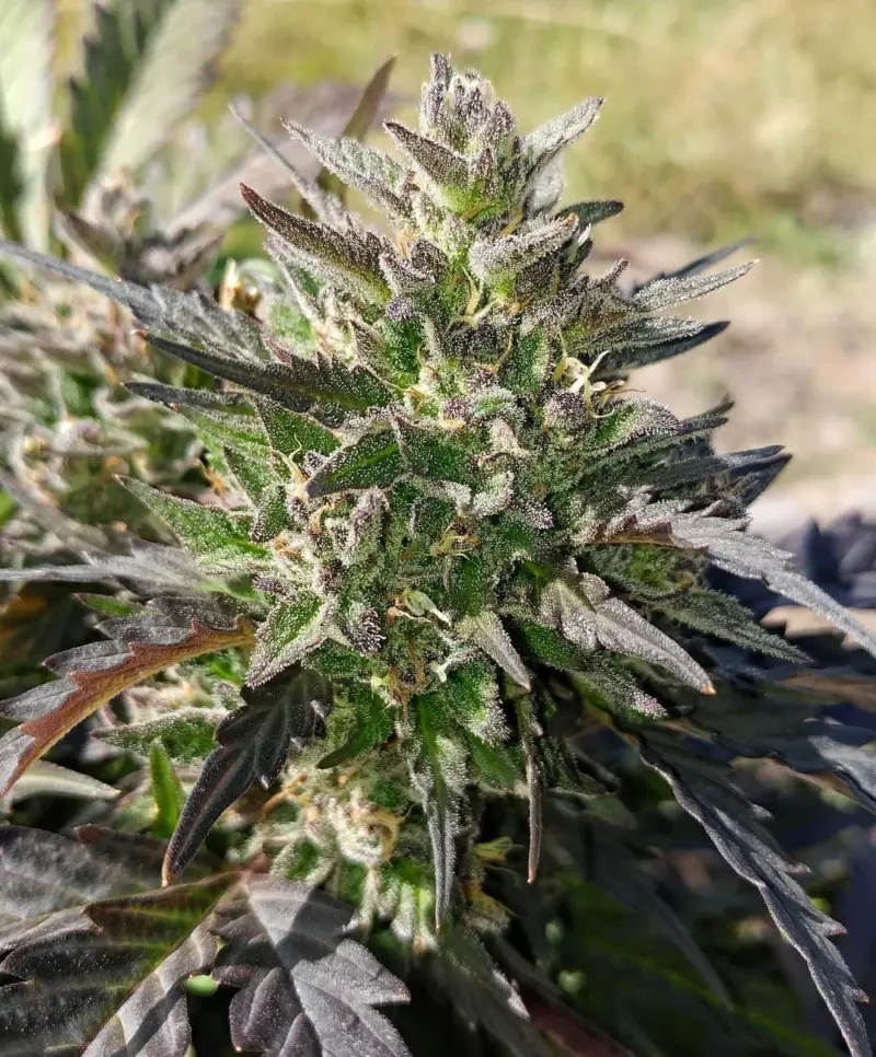 Creme Bubbly by Mephisto Genetics