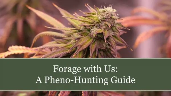 Dirty Mimosa Pheno Hunting Guide