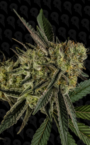 Platinum Mimosa