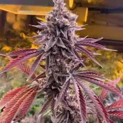 Forbidden Z by Tiki Madman