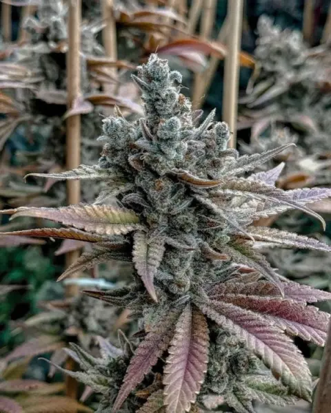 Lemon Elixir by Solfire Gardens