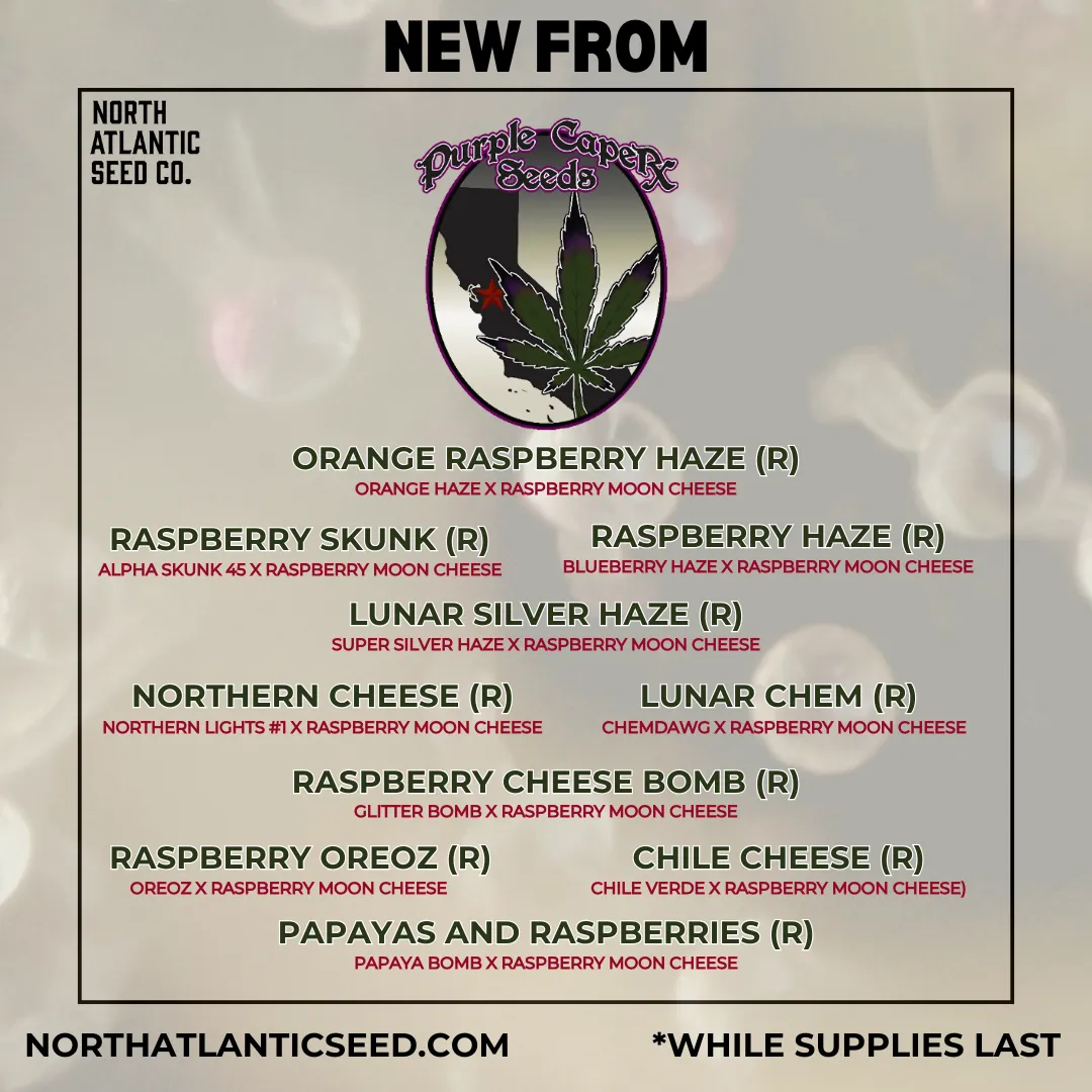 Raspberry Moon Cheese Collab Line cannabis seeds
